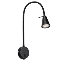 Sieninė juoda lempa Amara